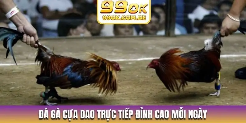 Đá gà cựa dao trực tiếp đỉnh cao mỗi ngày