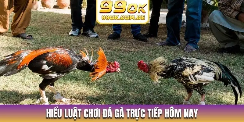 Hiểu luật chơi đá gà trực tiếp hôm nay